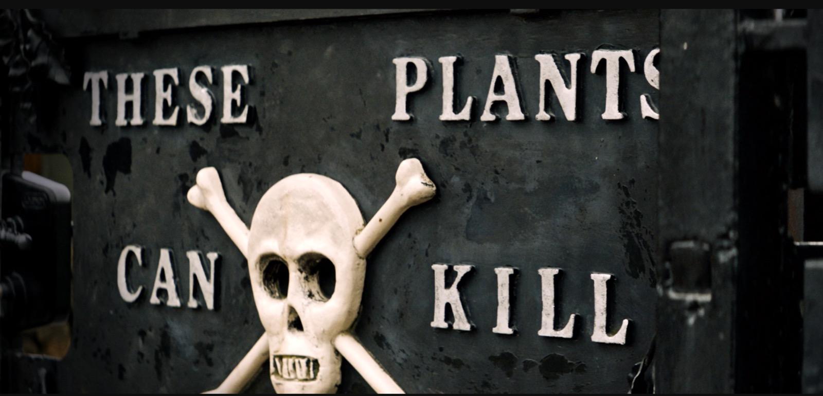 O grădină &icirc;n care doar privești