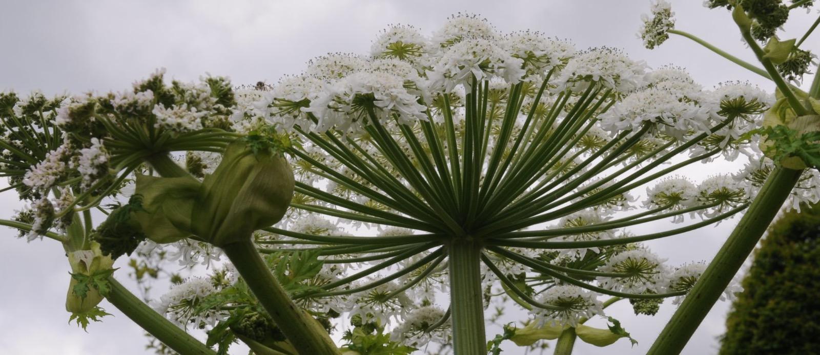 O grădină &icirc;n care doar privești