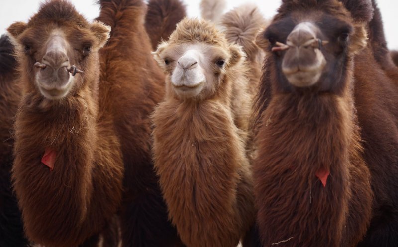 Camel, o culoare sinonimă cu candoarea