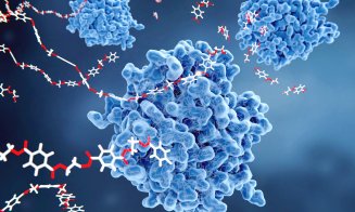 O enzimă salvatoare