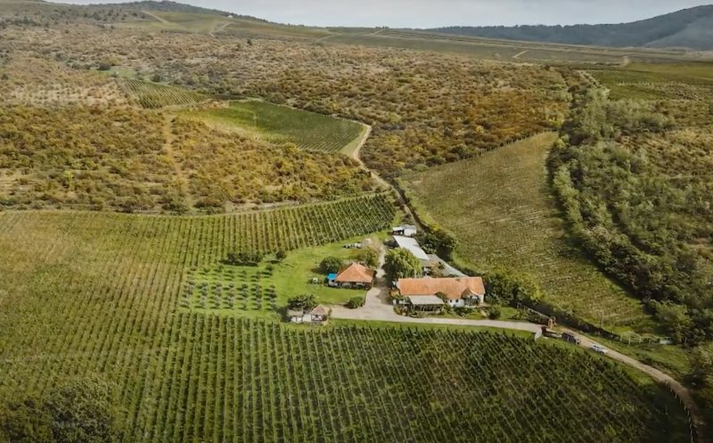 Arhitectura vinului : Crama Birăuaș